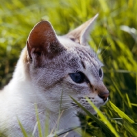 Picture of tabby point siamese cat in field