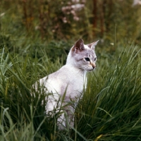 Picture of tabby point siamese cat in long grass