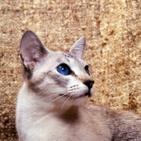 Picture of tabby point siamese cat looking up