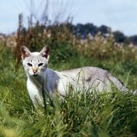 Picture of tabby point siamese cat prowling in a field