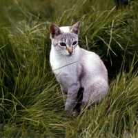 Picture of tabby point siamese cat sitting in long grass