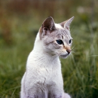 Picture of tabby point siamese cat with hunting in mind