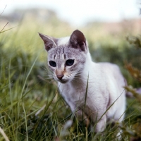 Picture of tabby point siamese cat 