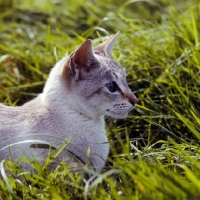 Picture of tabby point siamese cat 