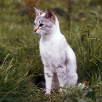 Picture of tabby point siamese cat