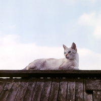 Picture of tabby point siamese lying on roof