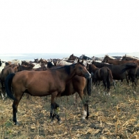 Picture of taboon of akhal teke and arab mares and foals at Tersk Stud Farm, Stavropol 
