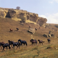 Picture of Taboon of Kabardine colts and stallions in Caucasus mountains