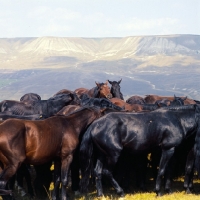 Picture of Taboon of Kabardine colts close up in Caucasus mountains