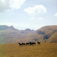 Picture of Taboon of Kabardine colts in Caucasus mountains