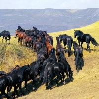 Picture of Taboon of Kabardine colts in Caucasus mountains