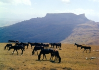 Picture of Taboon of Kabardine colts in Caucasus mountains
