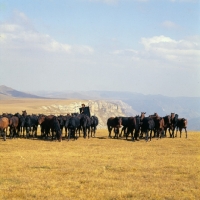 Picture of Taboon of Kabardine colts in Caucasus mountains with cossack rider