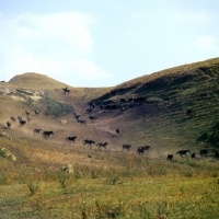 Picture of Taboon of Kabardine horses colts and stallions in Caucasus mountains