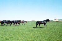 Picture of taboon of kabardine horses in the caucasus, stallion leading the mares