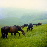 Picture of Taboon of Kabardine mares and foals in Caucasus mountains, a lush setting indeed
