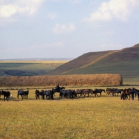 Picture of Taboon of Kabardine mares and foals in Caucasus mountains with cossack rider and huge haystack