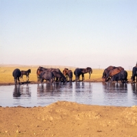Picture of Taboon of Kabardine mares and foals drinking at water in Caucasus mountains