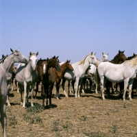 Picture of taboon of tersk mares & foals at stavropol stud, russia