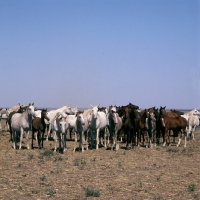 Picture of taboon of tersk mares & foals at stavropol stud, russia