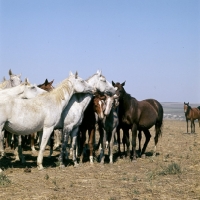 Picture of taboon of tersk mares & foals at stavropol stud, russia