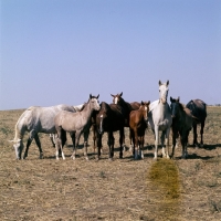 Picture of taboon of tersk mares & foals at stavropol stud, russia