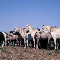 Picture of taboon of tersk mares & foals at stavropol stud, russia