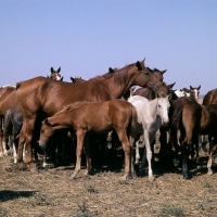 Picture of taboon of tersk mares & foals at stavropol stud, russia