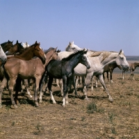 Picture of taboon of tersk mares & foals at stavropol stud, russia