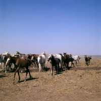 Picture of taboon of tersk mares & foals moving off at stavropol stud, russia