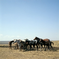 Picture of taboon of tersk mares & foals at stavropol stud, russia