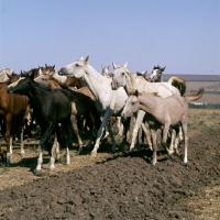 Picture of taboon of tersk mares & foals at stavropol stud, russia