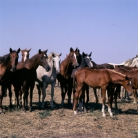 Picture of taboon of tersk mares & foals at stavropol stud, russia