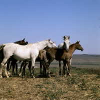 Picture of taboon of tersk mares & foals at stavropol stud, russia