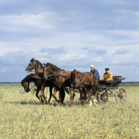 Picture of Tachanka, 4 Don geldings drawing vehicle