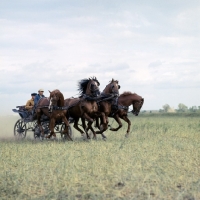 Picture of tachanka, 4 Don geldings in harness galloping