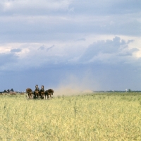 Picture of tachanka arriving from a distance, 4 Don geldings in harness.