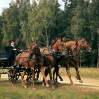 Picture of tachanka, driver pulling up 4 Don geldings in Moscow forest