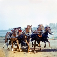 Picture of Tachanka, Four Budyonny horses in harness galloping, pulling vehicle