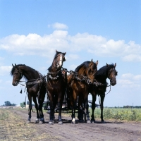 Picture of Tachanka of four Budyonny standing with vehicle