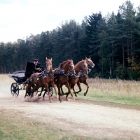 Picture of tachanka with 4 Don geldings galloping in harness in a forest near Moscow