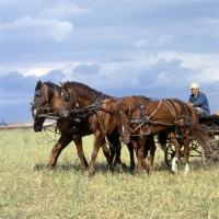 Picture of tachanka, with 4 Don geldings