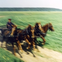 Picture of tachanka with 4 Don horses galloping