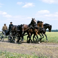 Picture of tachanka with Budyonny horses