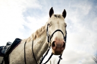 Picture of Tacked Appaloosa against sky