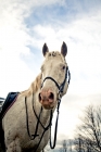 Picture of tacked Appaloosa portrait