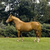 Picture of Taiga, old type Holstein mare born 1966