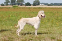 Picture of Taigan, sighthound of kyrgyzstan, standing