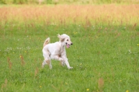 Picture of Taigan, sighthound of kyrgyzstan, running