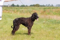 Picture of Taigan, sighthound of kyrgyzstan, on lead